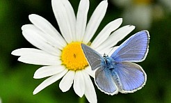 Rusza pierwszy plebiscyt na Czystą Gminę! - Serwis informacyjny z Raciborza - naszraciborz.pl