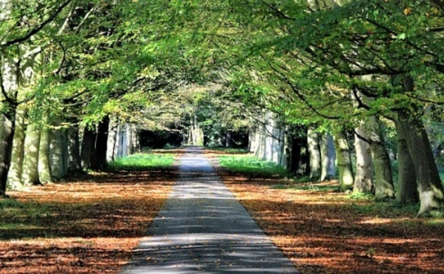 Zmiany w ochronie drzew i krzewów  - Serwis informacyjny z Raciborza - naszraciborz.pl