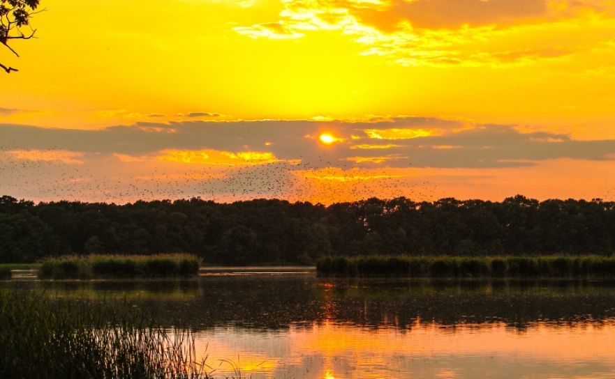 Aleja 800-lecia z Raciborza do Rezerwatu Łężczok - Serwis informacyjny z Raciborza - naszraciborz.pl