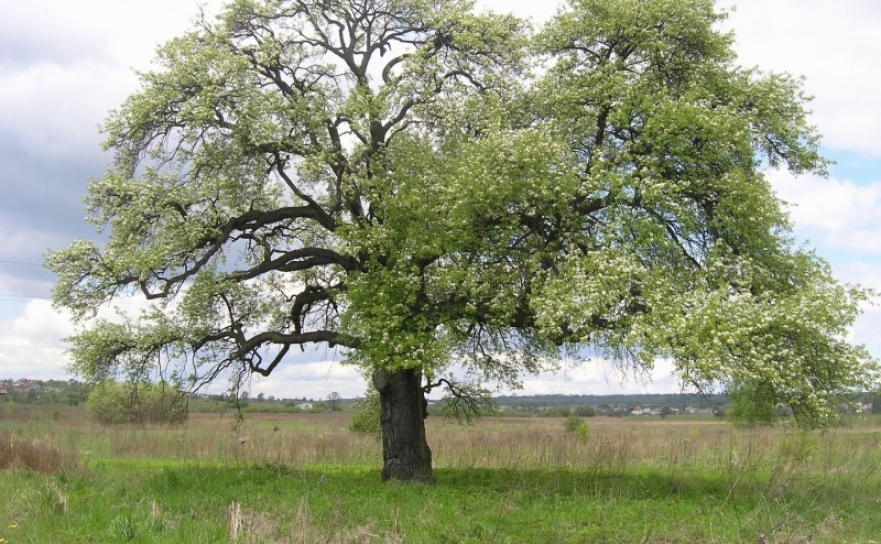 W trosce o ptasie siedliska  - Serwis informacyjny z Raciborza - naszraciborz.pl