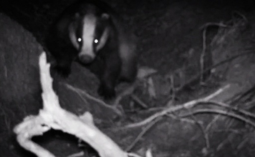 Fotopułapka w raciborskich lasach. Punktualna borsucza rodzina - Serwis informacyjny z Raciborza - naszraciborz.pl