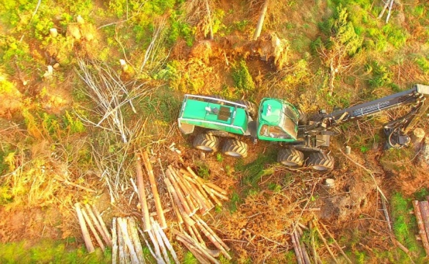 Leśnicy uporządkowali już znaczne połacie lasów wokół Kuźni Raciborskiej - Serwis informacyjny z Raciborza - naszraciborz.pl