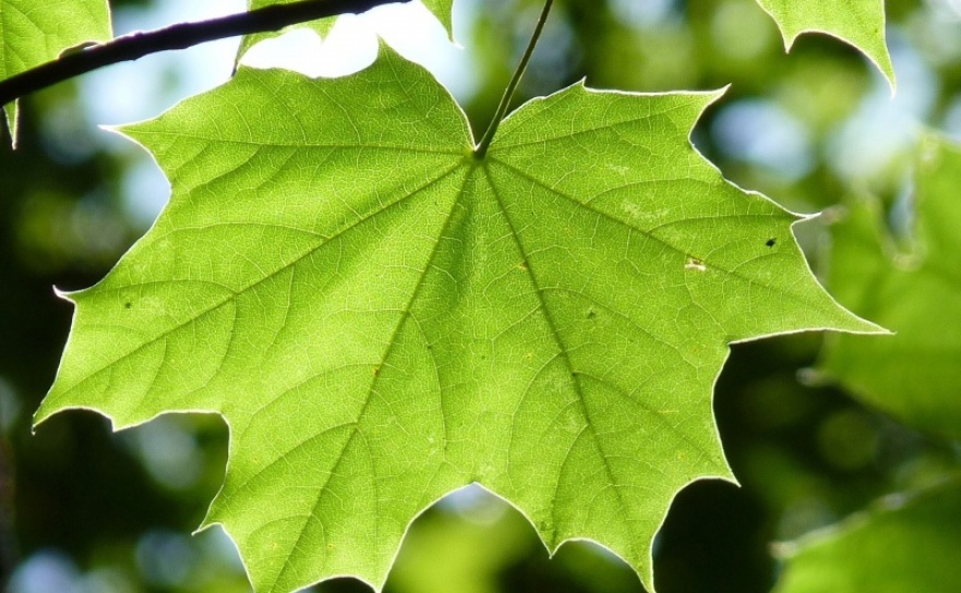 Klony pospolite pamiątką obchodów 800-lecia Raciborza  - Serwis informacyjny z Raciborza - naszraciborz.pl