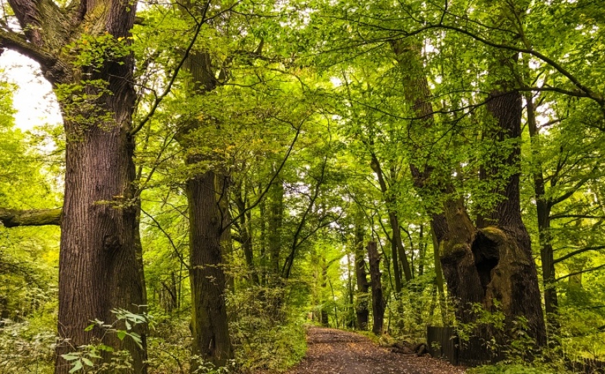 Rezerwat Łężczok będzie miał nowe ścieżki spacerowe  - Serwis informacyjny z Raciborza - naszraciborz.pl