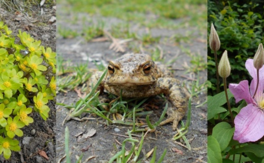 Poznajemy piękno arboretów - Serwis informacyjny z Raciborza - naszraciborz.pl