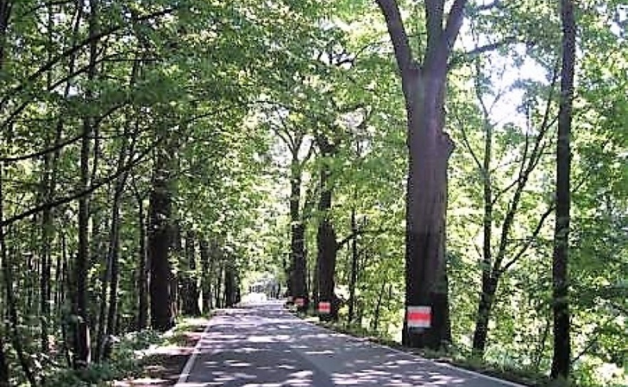 Pielęgnacja pomnika przyrody Aleja dębowa w Gminie Chybie - Serwis informacyjny z Raciborza - naszraciborz.pl