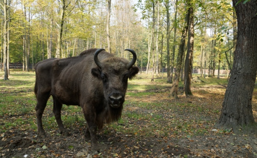 Ochrona żubra w Pokazowej Zagrodzie Żubrów w Pszczynie - Serwis informacyjny z Raciborza - naszraciborz.pl