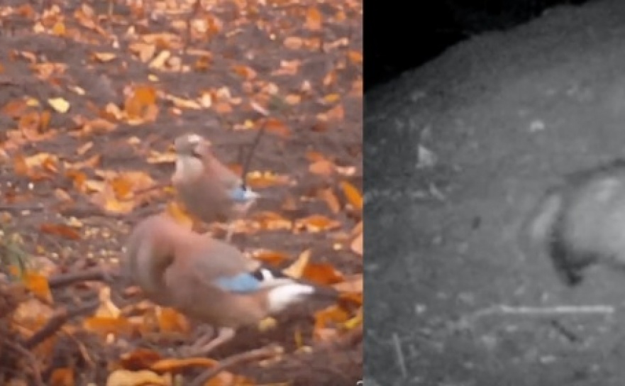 Z raciborskich lasów. Borsuk siedzi już w ciepłej norze  - Serwis informacyjny z Raciborza - naszraciborz.pl