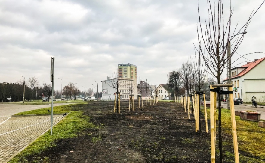 Jak znaleźć złoty środek, czyli gdzie jest 800 nowych drzew na 800 lat Raciborza? - Serwis informacyjny z Raciborza - naszraciborz.pl