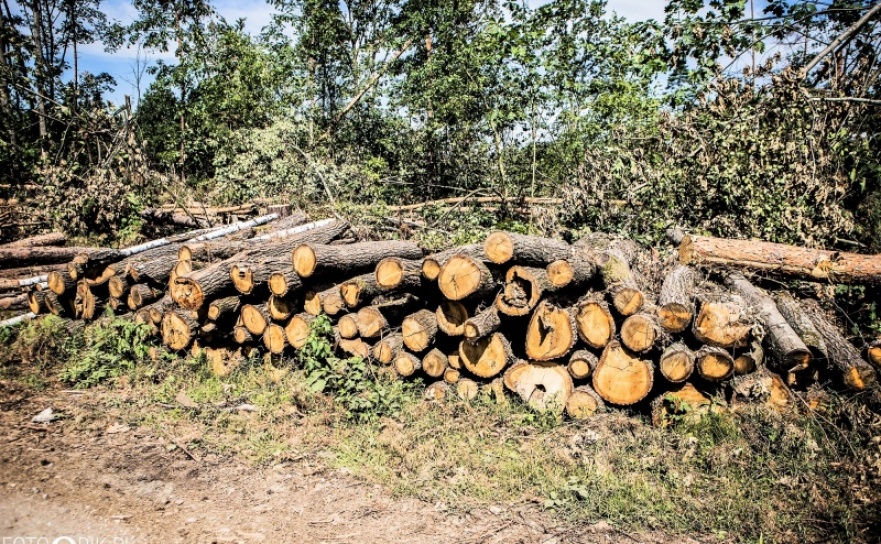 Leśnicy z Rud podsumowali rok 2017. Sprzedano ogromną ilość drewna - Serwis informacyjny z Raciborza - naszraciborz.pl