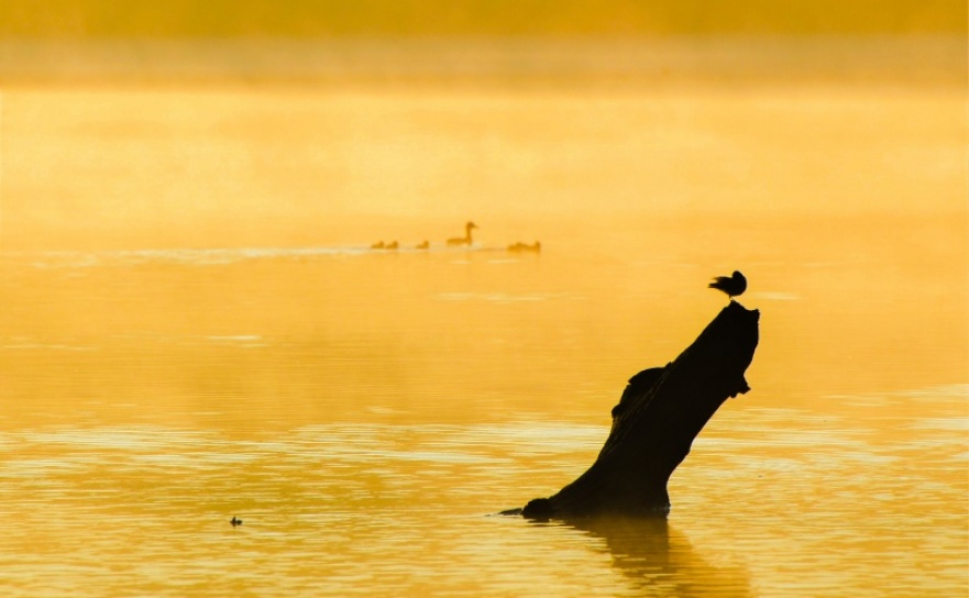 Poranne łowy w rezerwacie Łężczok  - Serwis informacyjny z Raciborza - naszraciborz.pl