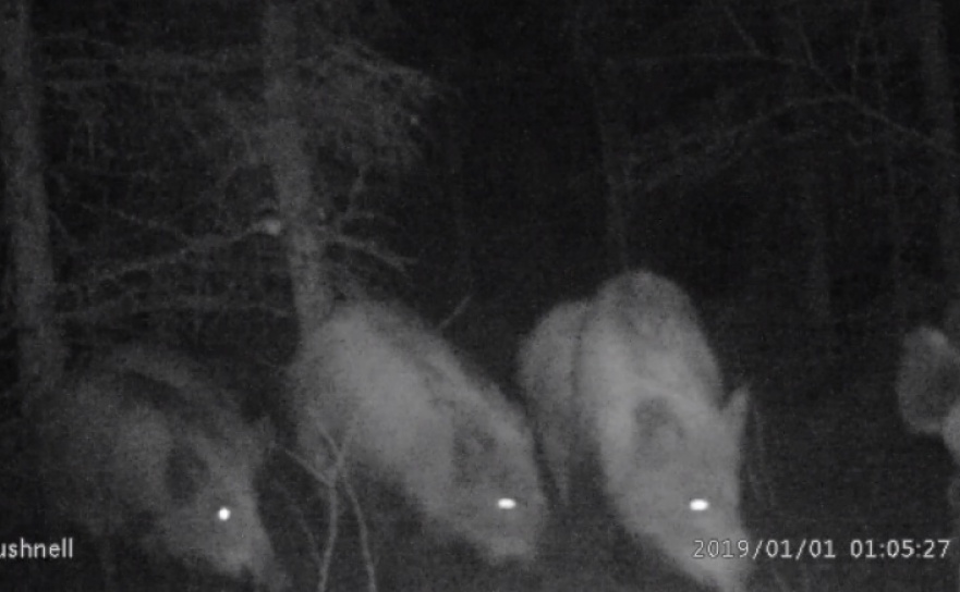 Rodzinny Sylwester w raciborskich lasach - Serwis informacyjny z Raciborza - naszraciborz.pl