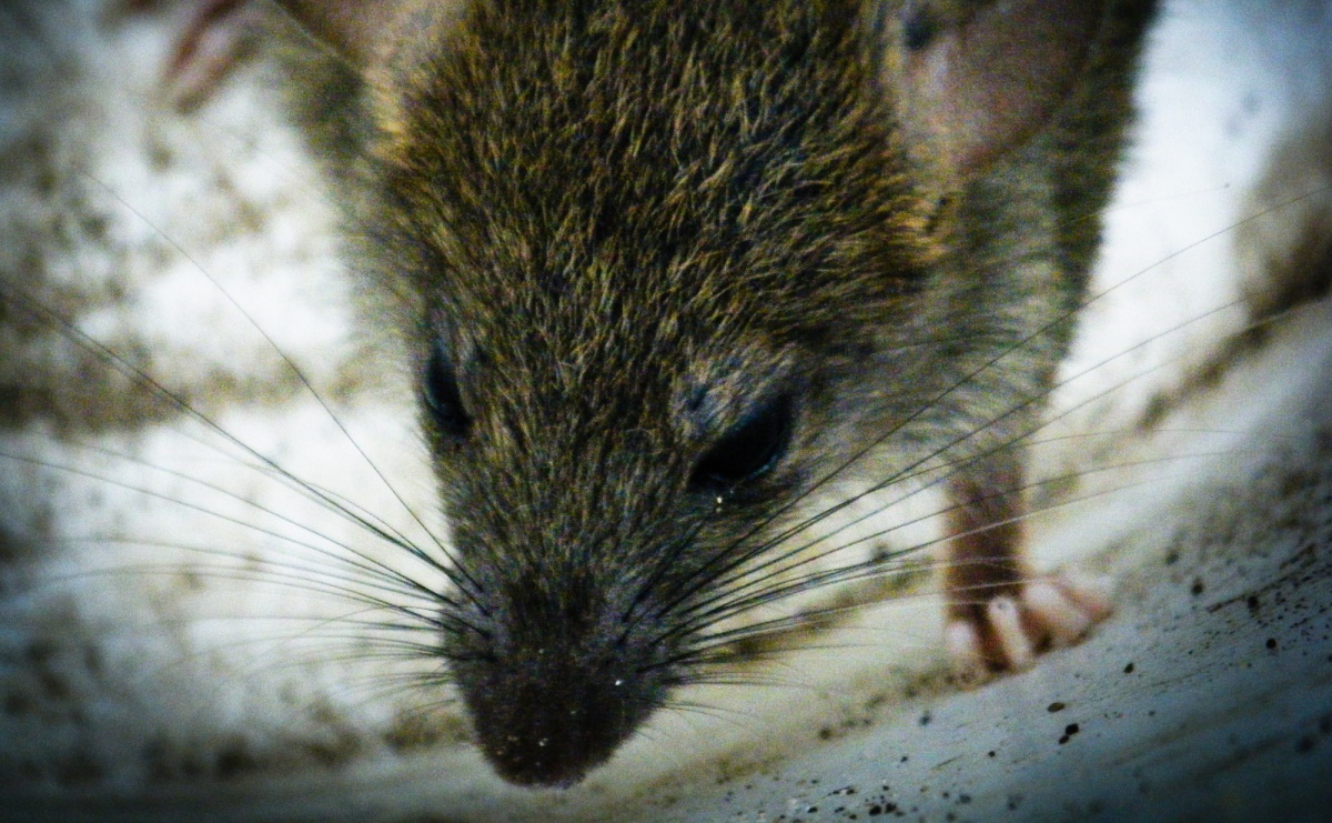 Jesienna deratyzacja w Raciborzu – przypomnienie dla właścicieli i zarządców nieruchomości - Serwis informacyjny z Raciborza - naszraciborz.pl