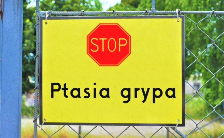 Wysoce zjadliwa grypa ptaków na sąsiedniej Opolszczyźnie - Serwis informacyjny z Raciborza - naszraciborz.pl