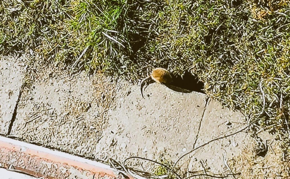 Mieszkańcy śródmieścia skarżą się na plagę szczurów - Serwis informacyjny z Raciborza - naszraciborz.pl