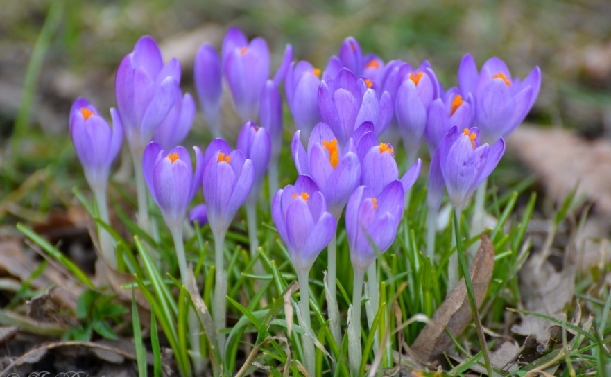 Malujemy wiosnę marzeń i skarpetę pozytywnych wrażeń  - Serwis informacyjny z Raciborza - naszraciborz.pl
