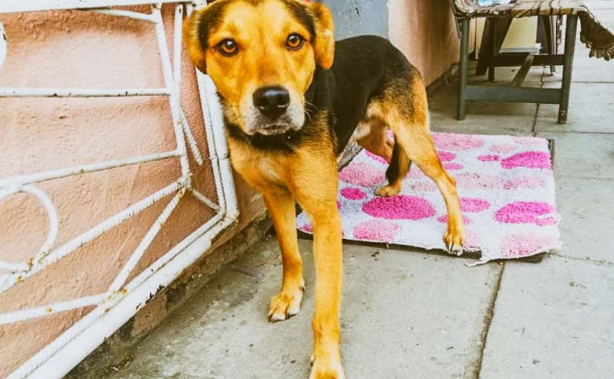 Blisko 900 tys. zł na raciborski program opieki nad zwierzętami bezdomnymi - Serwis informacyjny z Raciborza - naszraciborz.pl