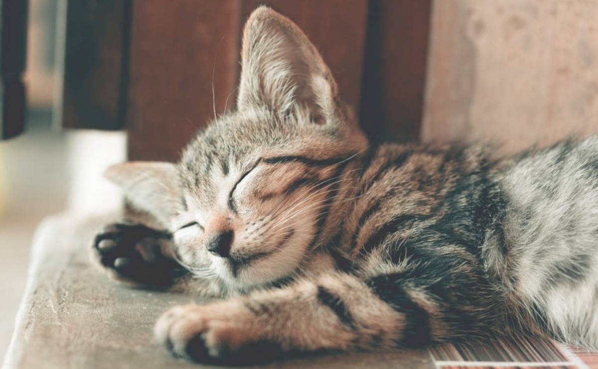 Jak dbać o kota? Czemu warto poświęcić szczególną uwagę? - Serwis informacyjny z Raciborza - naszraciborz.pl