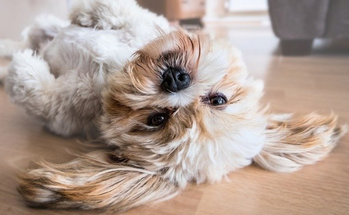 Krople na kleszcze dla psa – jak wybrać najlepszy preparat? - Serwis informacyjny z Raciborza - naszraciborz.pl