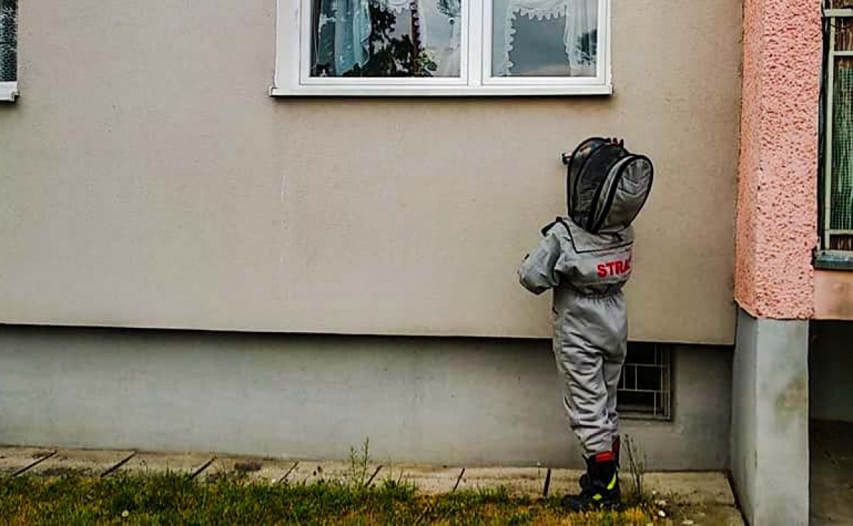 Gniazda owadów w Raciborzu i Pogrzebieniu - Serwis informacyjny z Raciborza - naszraciborz.pl