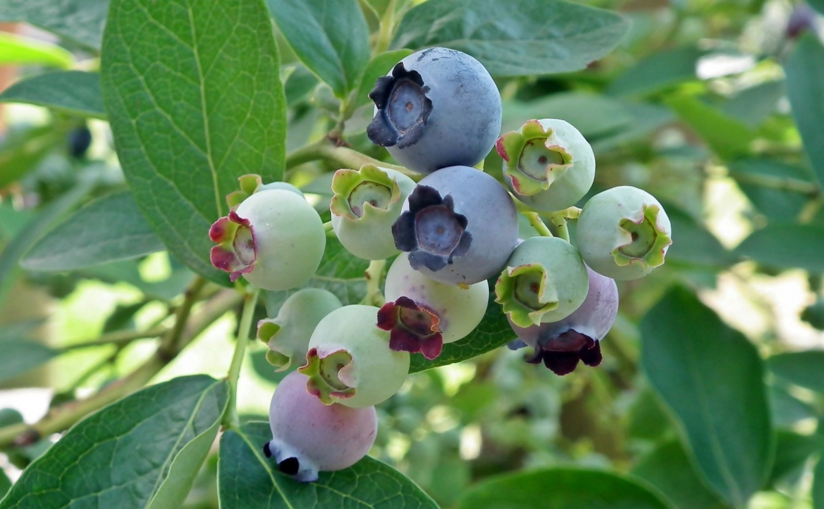Borówka amerykańska – pielęgnacja po zbiorze owoców - Serwis informacyjny z Raciborza - naszraciborz.pl
