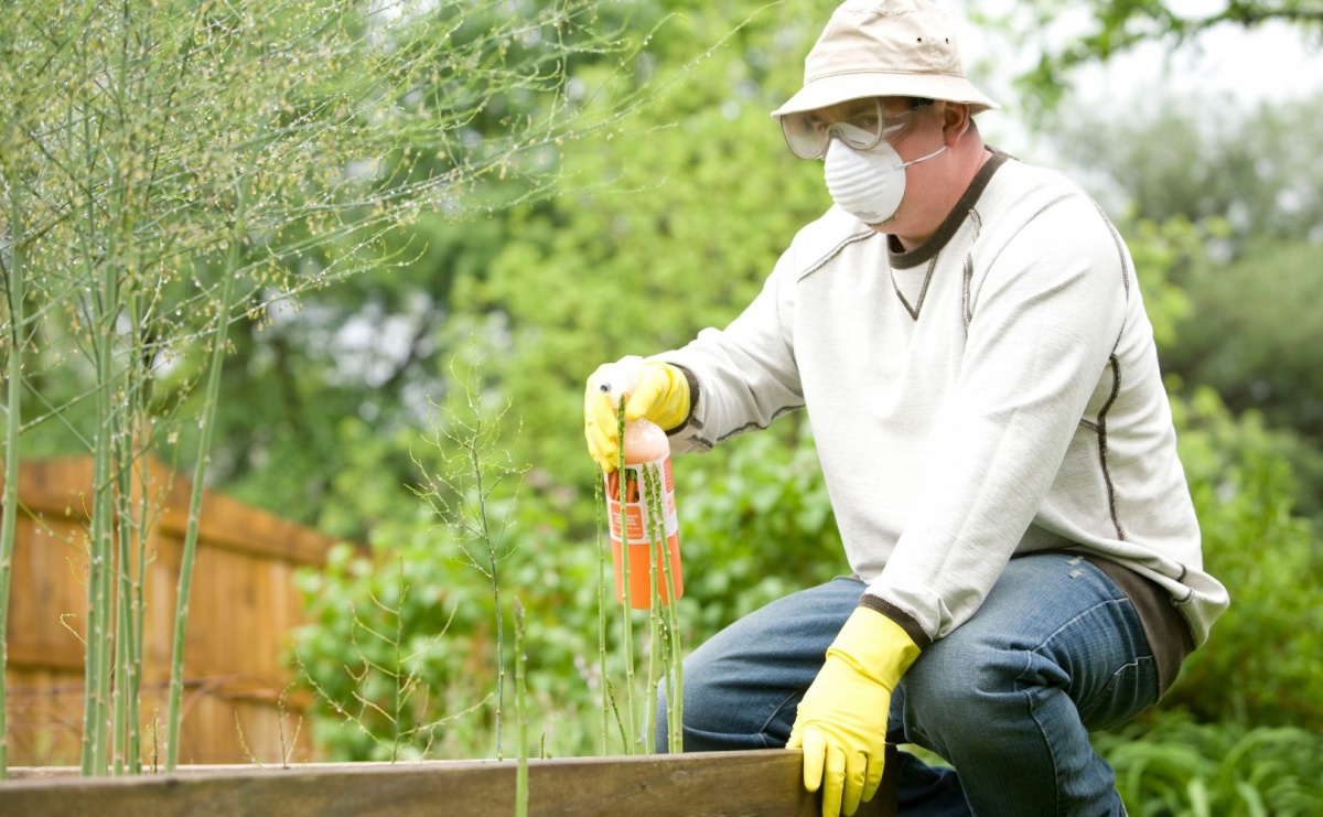 Sposoby na chwasty w ogrodzie - Serwis informacyjny z Raciborza - naszraciborz.pl