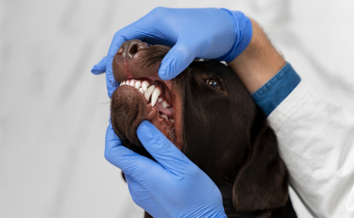 Jak zadbać o prawidłowy zgryz u psa? - Serwis informacyjny z Raciborza - naszraciborz.pl