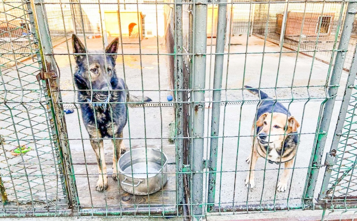 Zimą pamiętaj o zwierzętach. Apel Urzędu Miasta - Serwis informacyjny z Raciborza - naszraciborz.pl