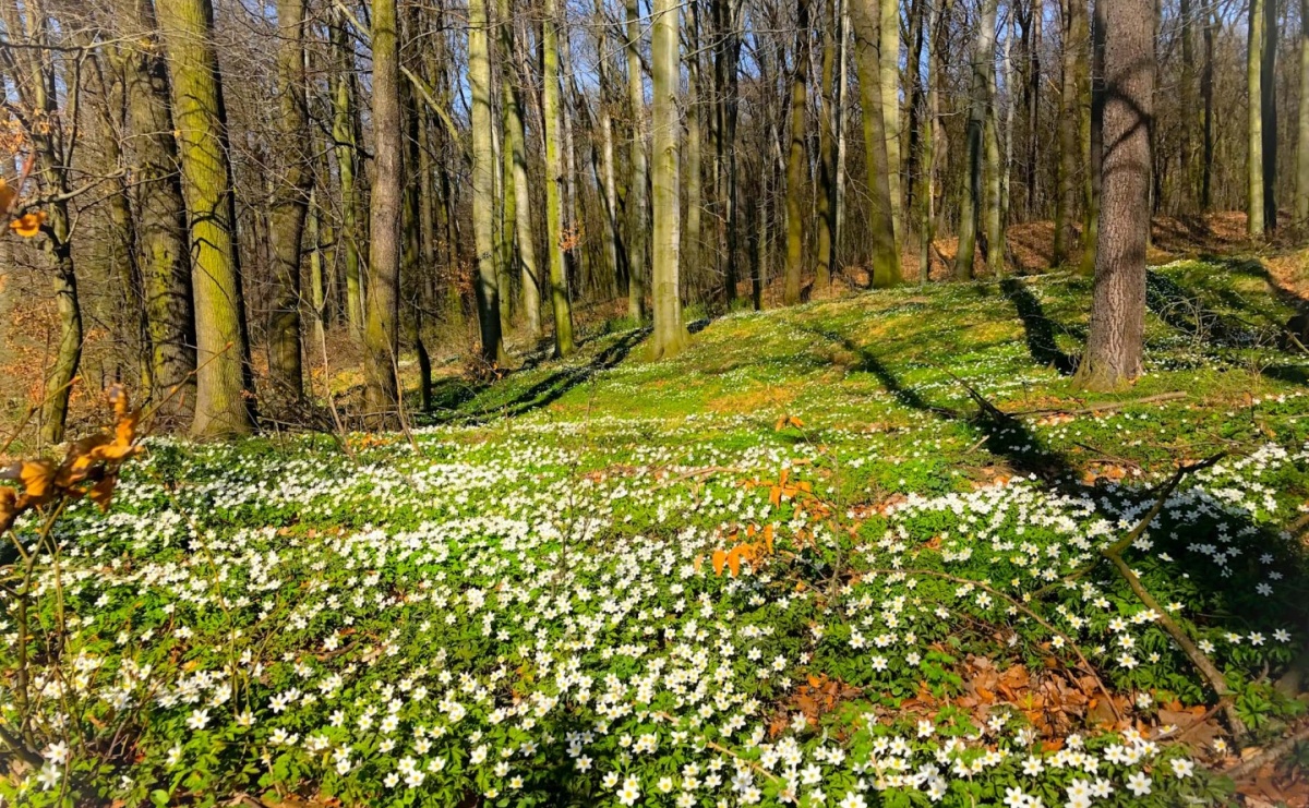 Leśne Spotkania na nowe stulecie – wydarzenie naukowo-edukacyjne w Rudach - Serwis informacyjny z Raciborza - naszraciborz.pl