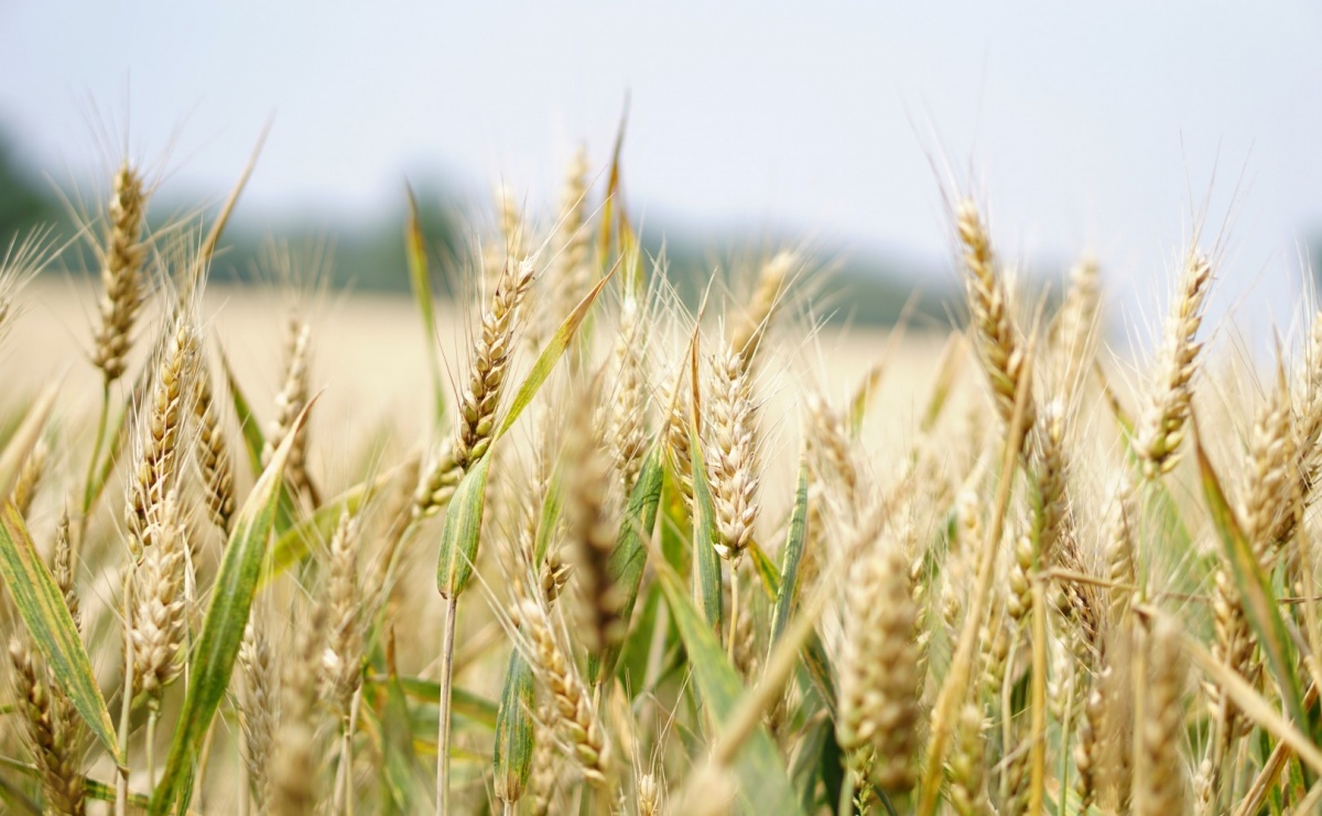 4 odpowiedzi na najczęściej zadawane pytania o środkach ochrony roślin - Serwis informacyjny z Raciborza - naszraciborz.pl