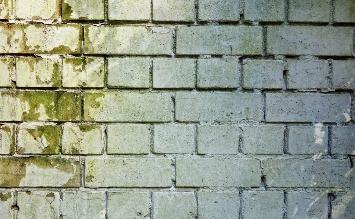 Jak pleśń wpływa na Twoje zdrowie? - Serwis informacyjny z Raciborza - naszraciborz.pl