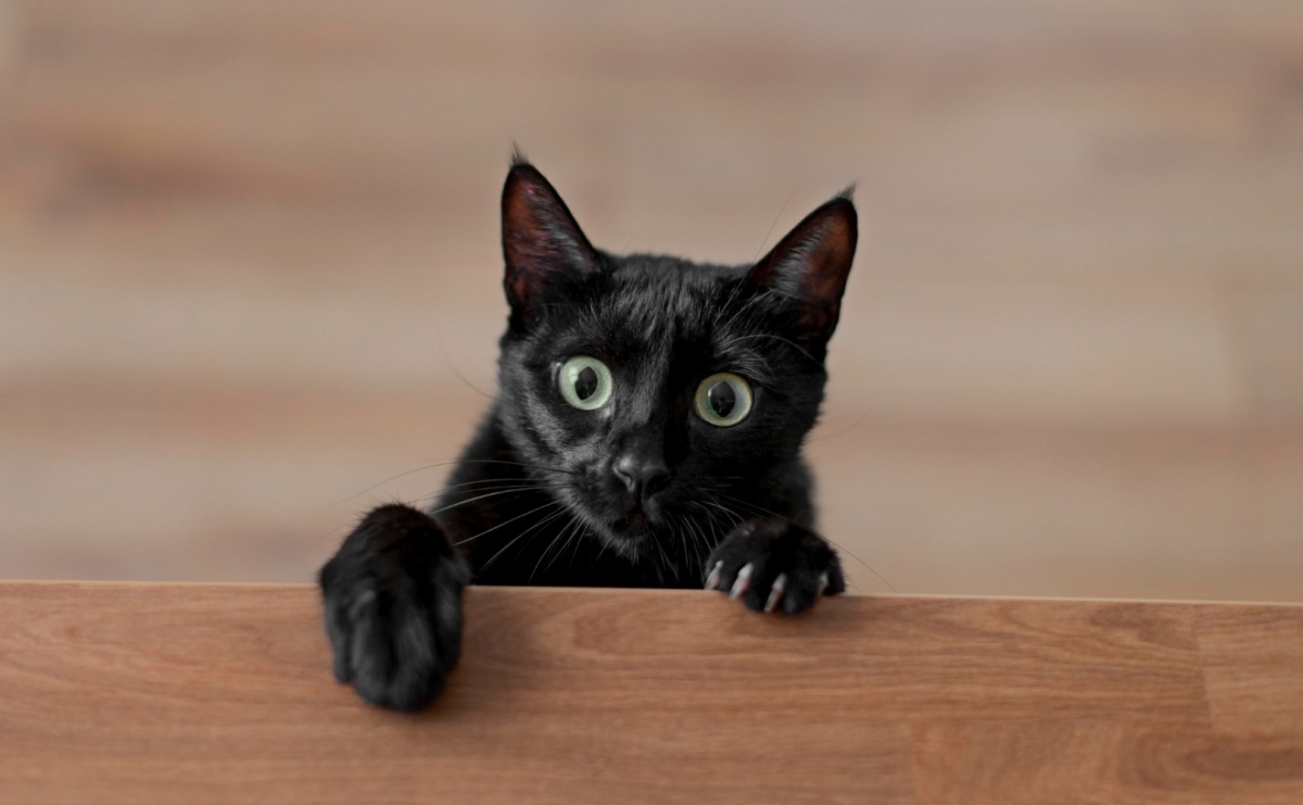 Karma dla kociąt - o czym warto pamiętać? - Serwis informacyjny z Raciborza - naszraciborz.pl