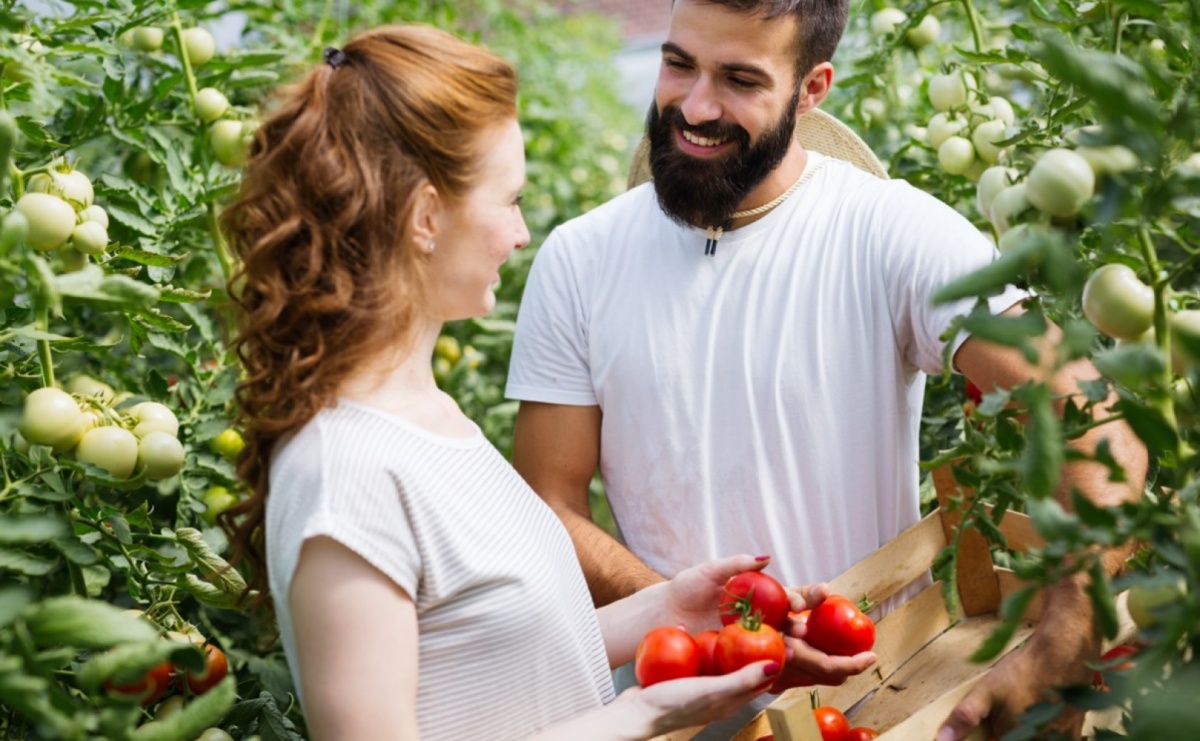 Sadzonki pomidorów online - wygodny i szybki sposób na uprawę pomidorów na balkonie, w ogrodzie i w szklarni - Serwis informacyjny z Raciborza - naszraciborz.pl