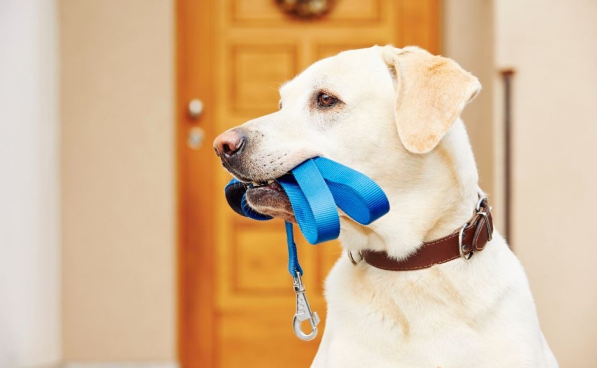 Smycz odblaskowa dla psa: Czy warto zainwestować w ten produkt? - Serwis informacyjny z Raciborza - naszraciborz.pl
