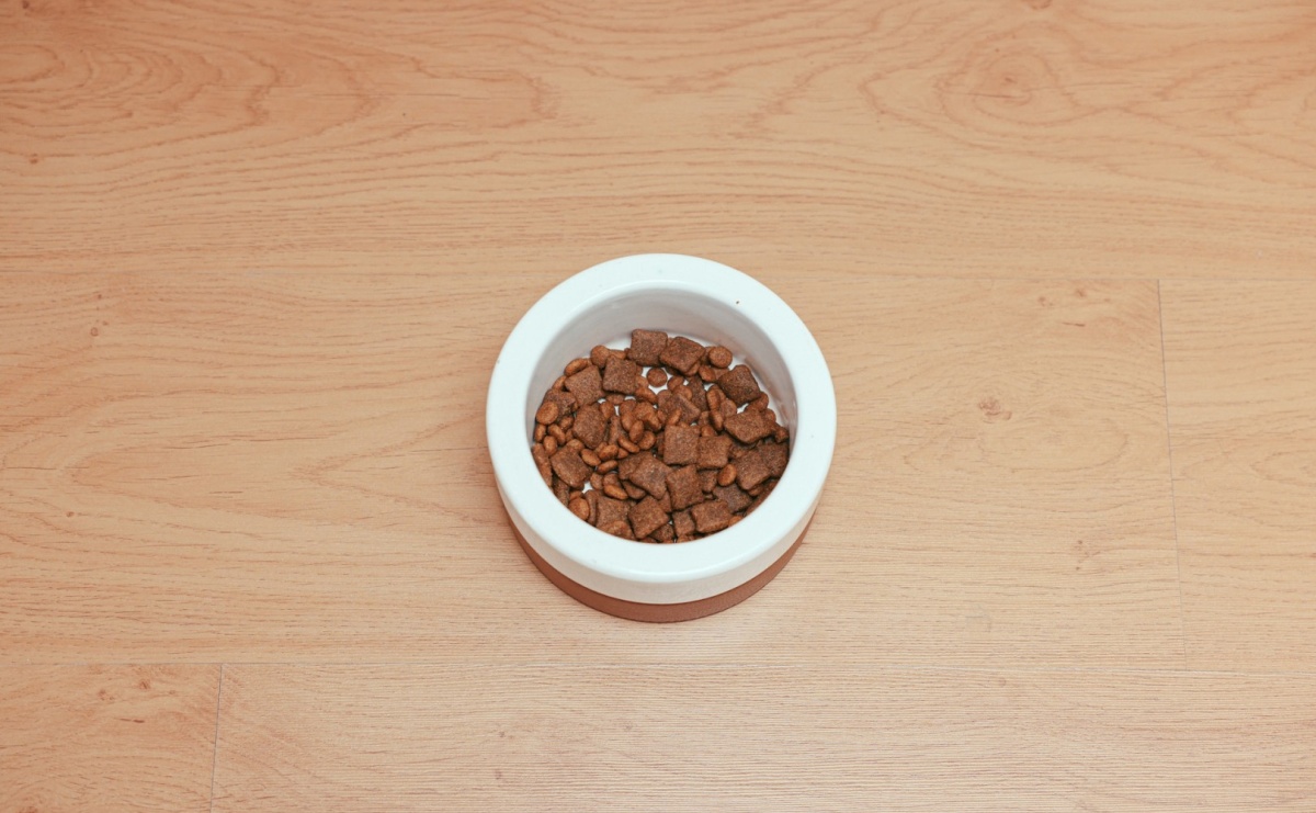 Czy Twojemu kotu wystarczy zwykła karma dla kota? - Serwis informacyjny z Raciborza - naszraciborz.pl