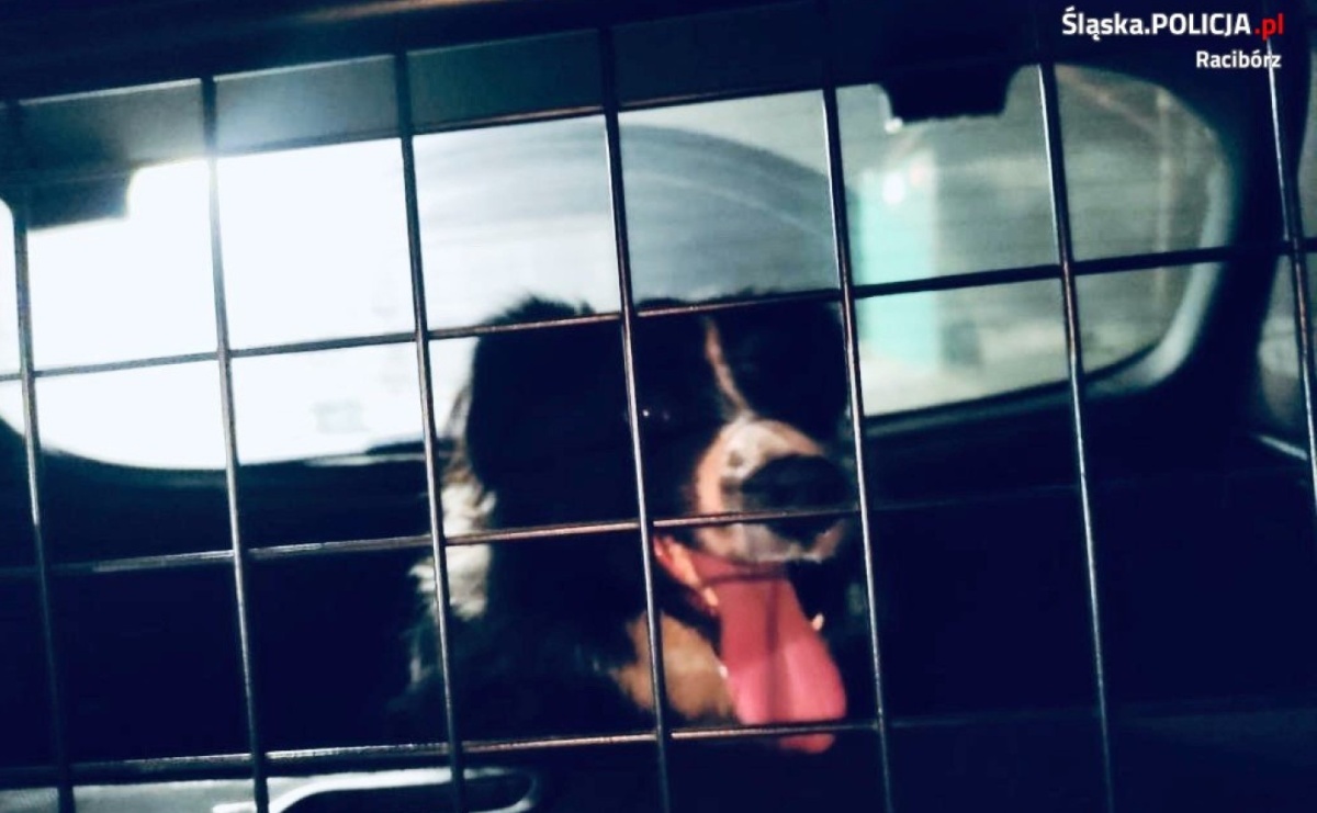 Policjanci z drogówki uratowali psa uciekiniera. Wrócił bezpiecznie do domu - Serwis informacyjny z Raciborza - naszraciborz.pl