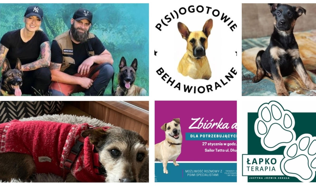 Przyjaciele bezdomnych zwierząt organizują zbiórkę i psiolubne spotkanie - Serwis informacyjny z Raciborza - naszraciborz.pl