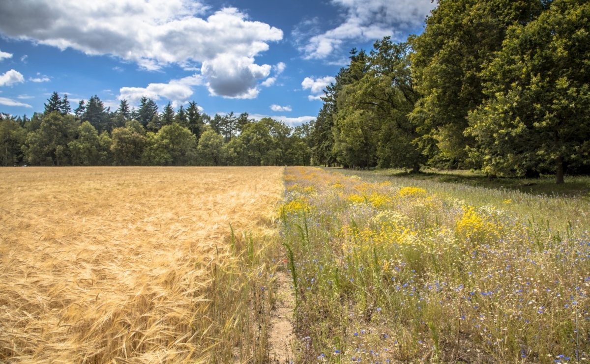 Jak wziąć pożyczkę pod zastaw działki i czy warto? - Serwis informacyjny z Raciborza - naszraciborz.pl