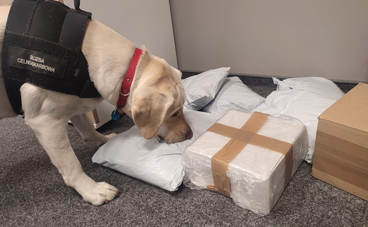 Suczka Beti wywęszyła tytoń w paczkach kurierskich - Serwis informacyjny z Raciborza - naszraciborz.pl
