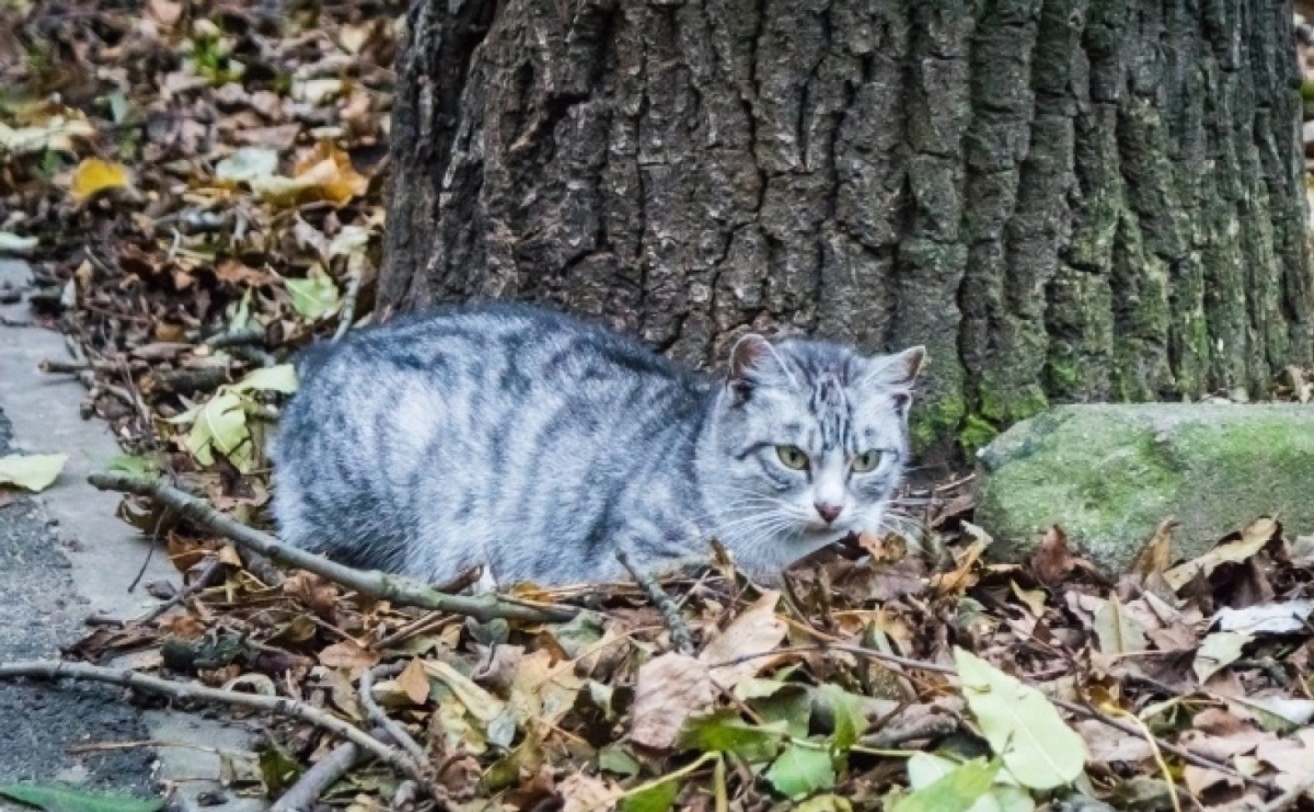 Każdy ma prawo do wolności. Akcja zbiórki karmy dla bezdomnych kotów - Serwis informacyjny z Raciborza - naszraciborz.pl