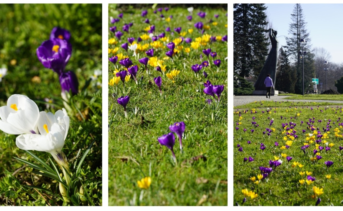 Pomnik Matki Polki w otoczeniu kolorowych krokusów - Serwis informacyjny z Raciborza - naszraciborz.pl