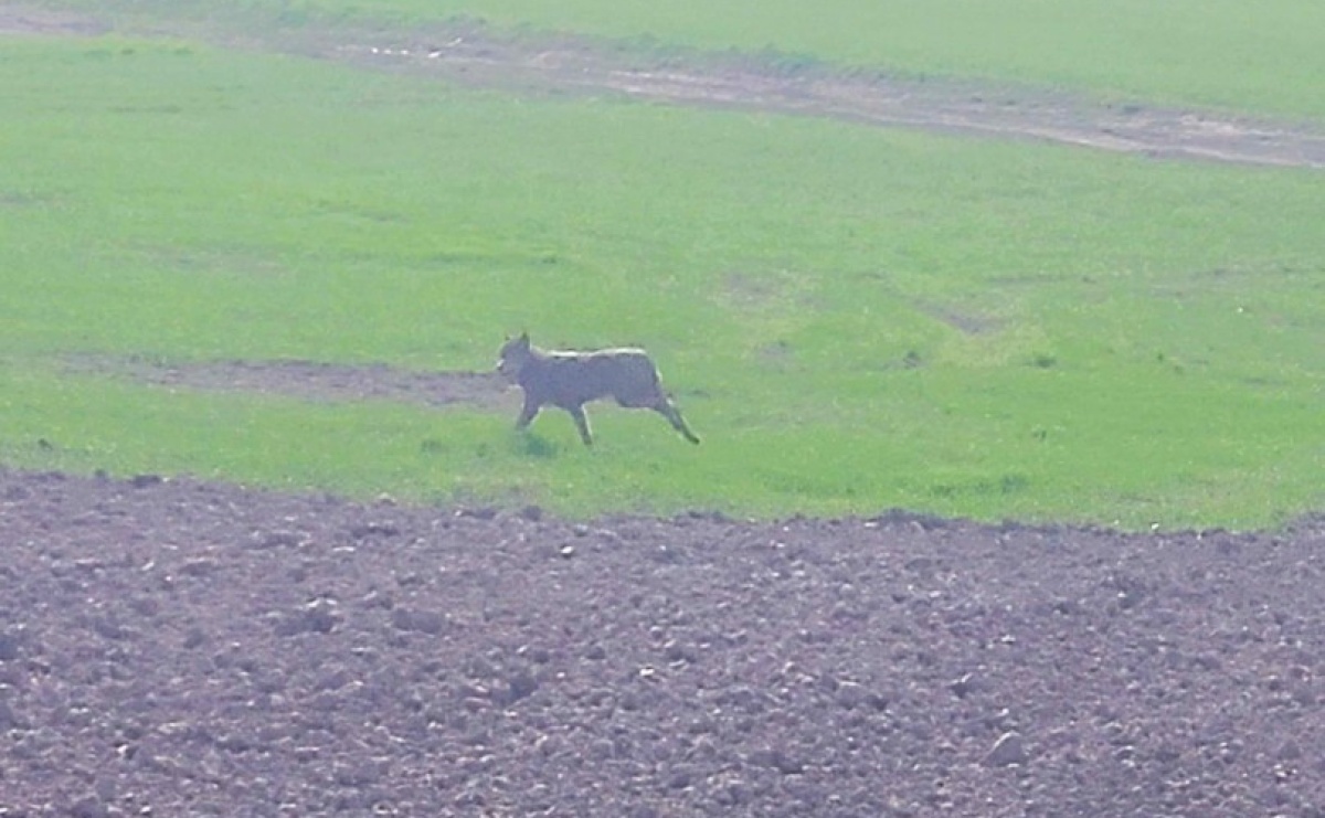 Wilki coraz częściej widywane pod Raciborzem [FOTO] - Serwis informacyjny z Raciborza - naszraciborz.pl