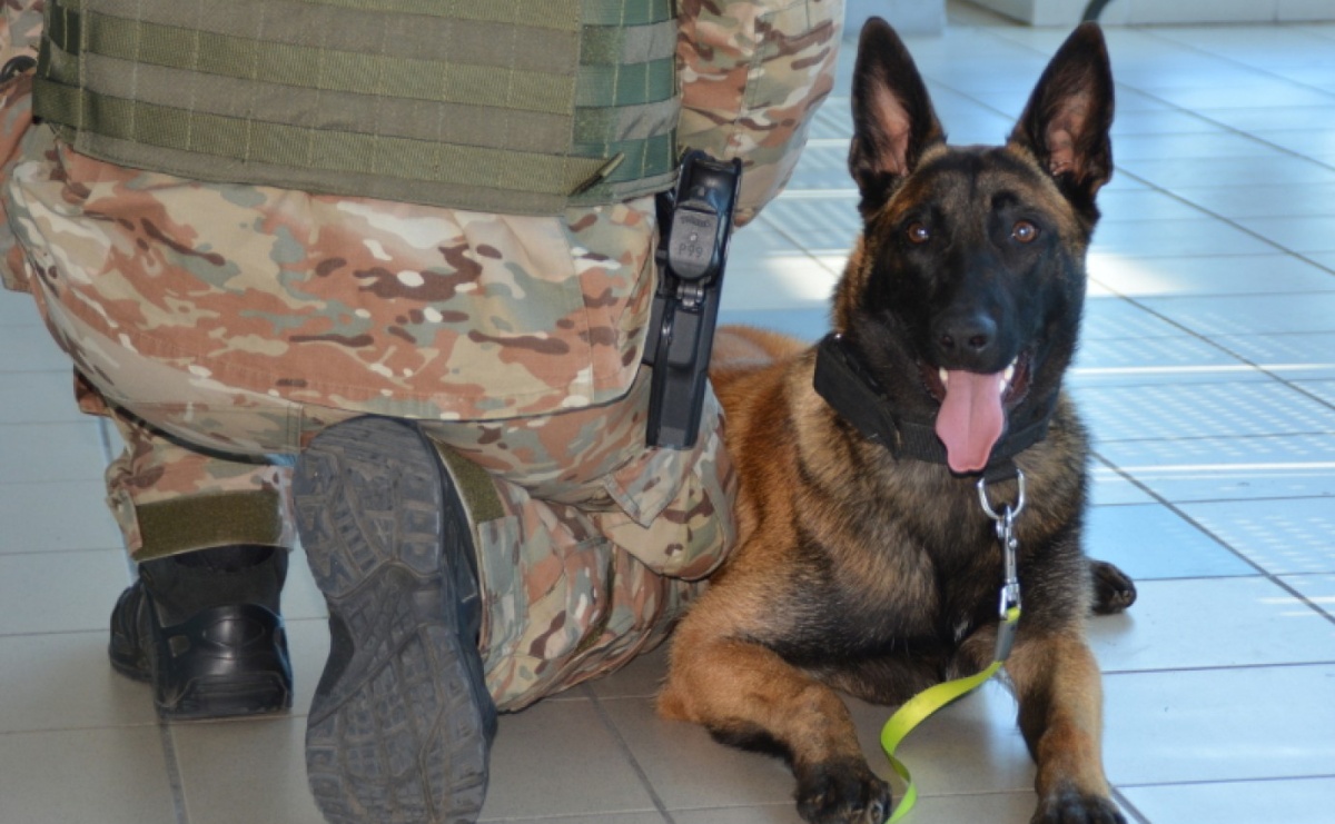 Śląscy pogranicznicy z Raciborza zatrzymali dilera narkotyków - Serwis informacyjny z Raciborza - naszraciborz.pl