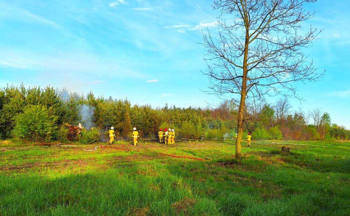 Pożar młodnika w Kuźni Raciborskiej [FOTO] - Serwis informacyjny z Raciborza - naszraciborz.pl