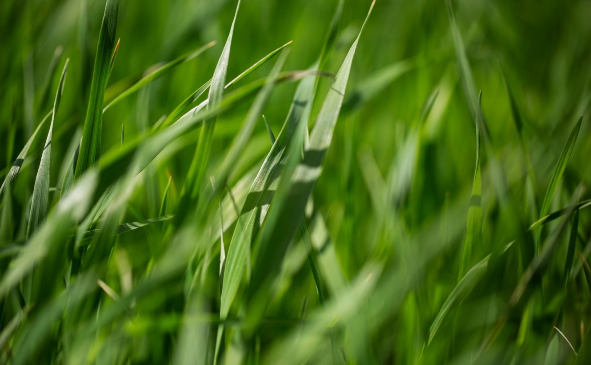 Farba do trawy – czy to innowacyjne podejście do pielęgnacji trawnika jest skuteczne? - Serwis informacyjny z Raciborza - naszraciborz.pl