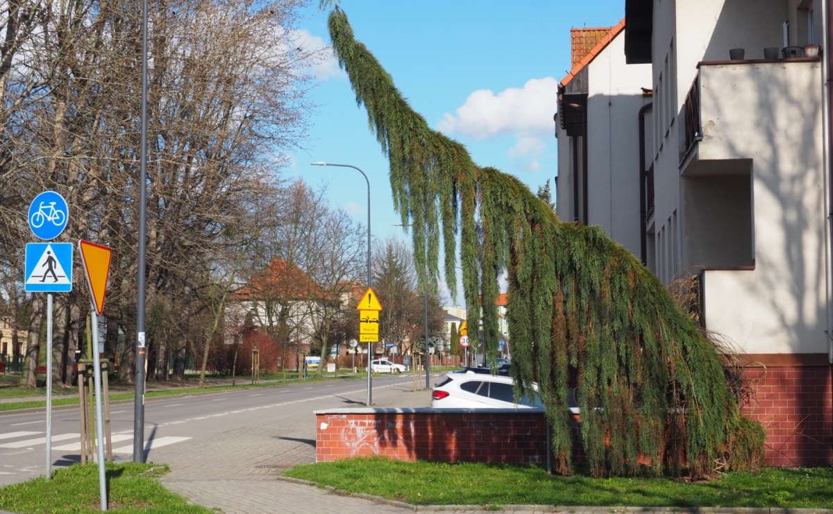 Masz swe ulubione drzewo? Nadaj mu imię - Serwis informacyjny z Raciborza - naszraciborz.pl