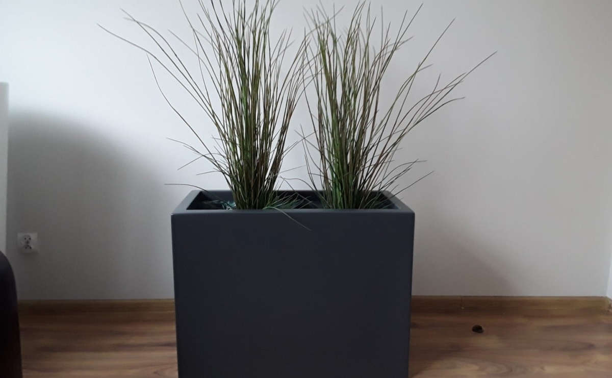 Znaczenie zieleni w przestrzeniach biurowych – jak rośliny wpływają na produktywność? - Serwis informacyjny z Raciborza - naszraciborz.pl