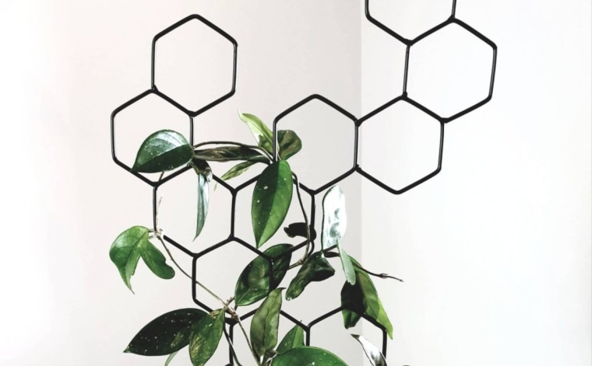 Dla jakich roślin warto kupić podpórki do roślin doniczkowych? - Serwis informacyjny z Raciborza - naszraciborz.pl