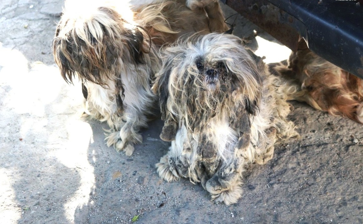 Gospodarstwo grozy w Kornowacu. Psy w koszu na pranie i... piekarniku. Zaniedbane zwierzęta odebrane właścicielowi - Serwis informacyjny z Raciborza - naszraciborz.pl