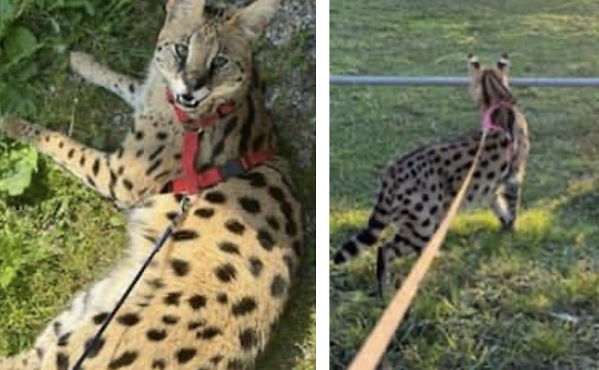 Z hodowli w Długomiłowicach uciekł serwal afrykański. Może być w okolicach Raciborza - Serwis informacyjny z Raciborza - naszraciborz.pl